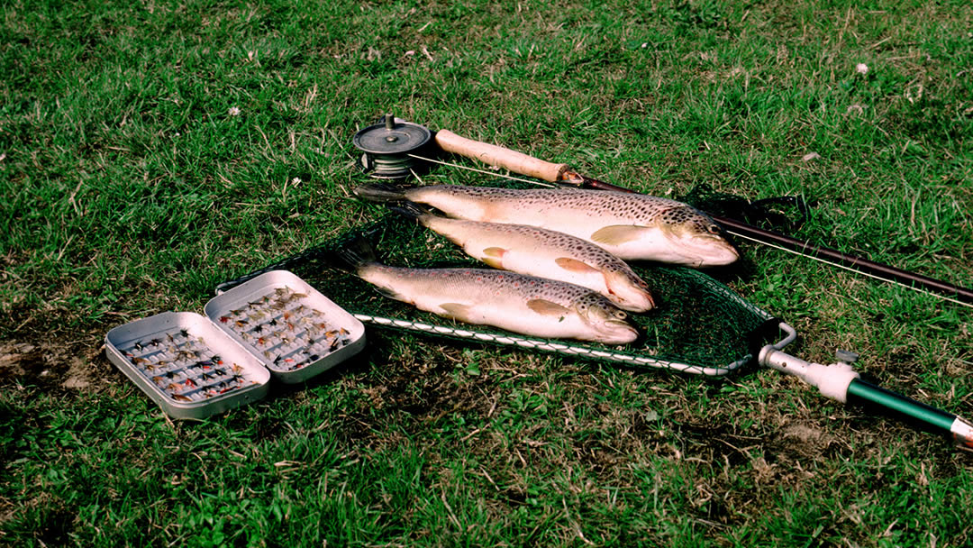 Brown Trout in Orkney