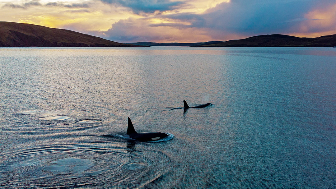 Killer Whales near Papa Little, Aith Voe, Shetland photo