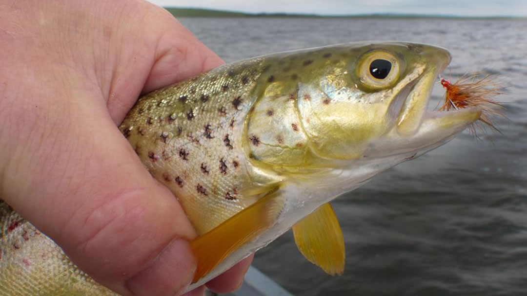 Brown Trout in Orkney