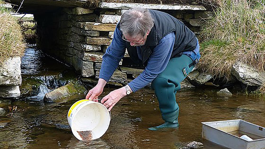 Restocking Orkney's Lochs