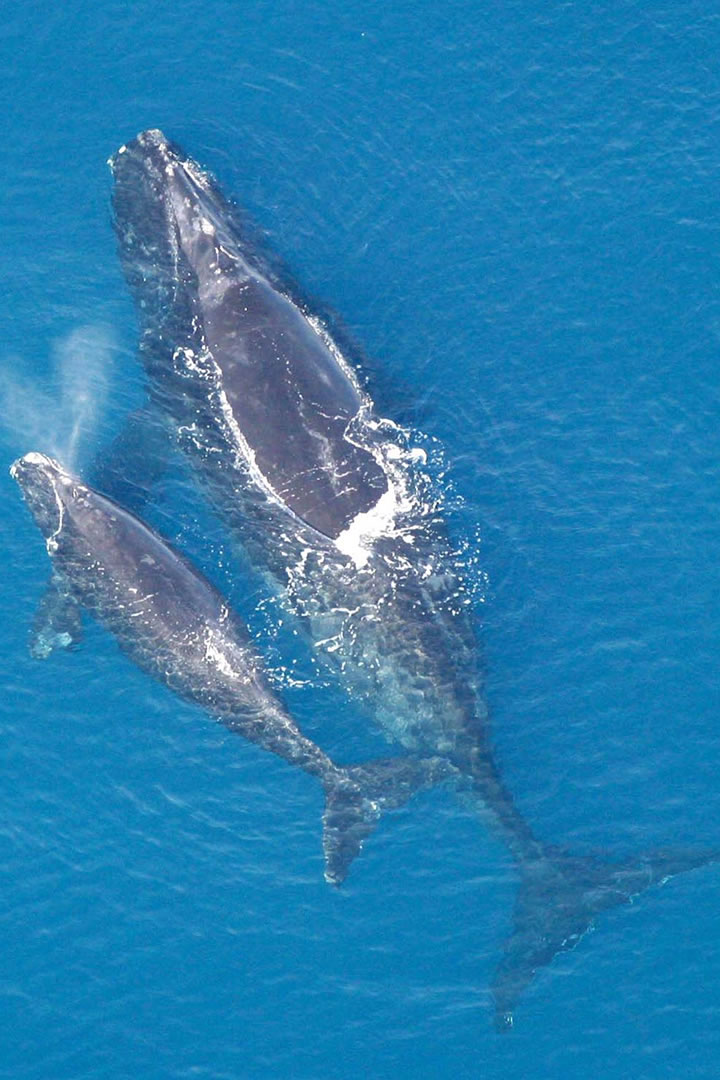 Atlantic Northern Right Whale mother and calf