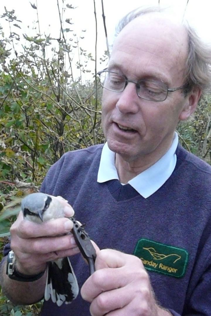 Roderick Thorne rings and releases a Great Grey Shrike