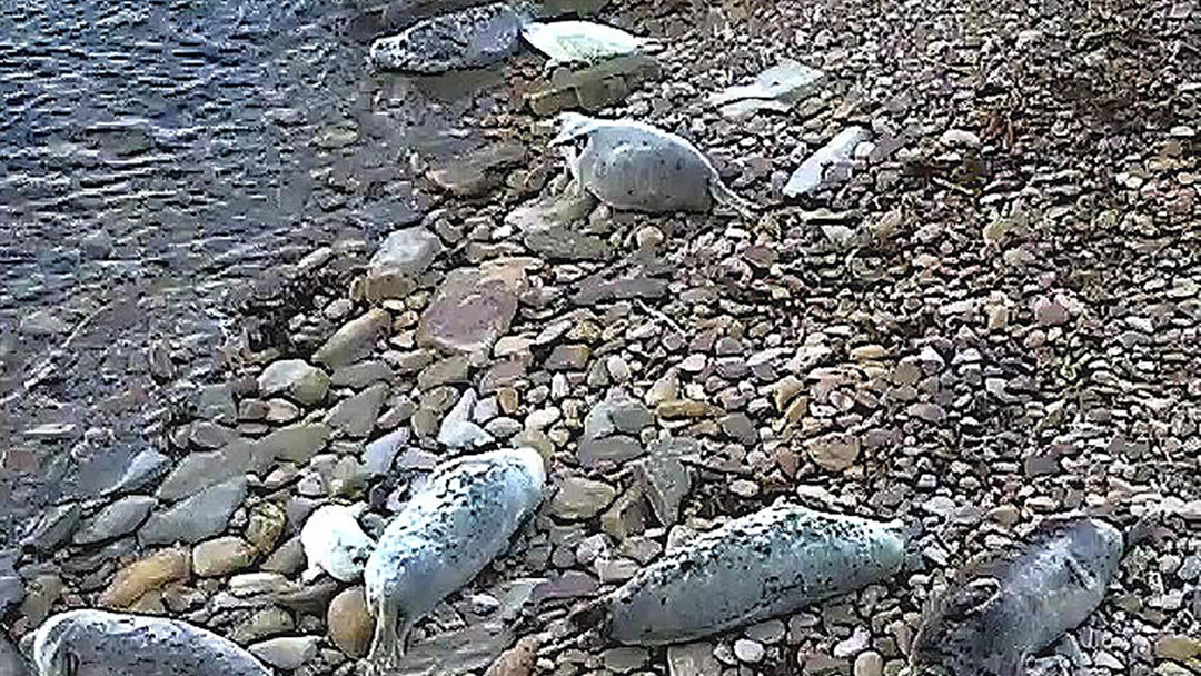 Seals on a Sanday beach, viewed on the Sanday sealcam