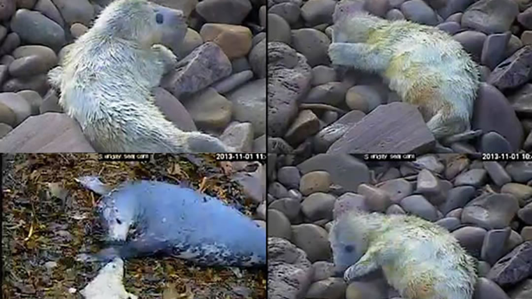 Sanday seal pup and mum viewed on the Sanday sealcam