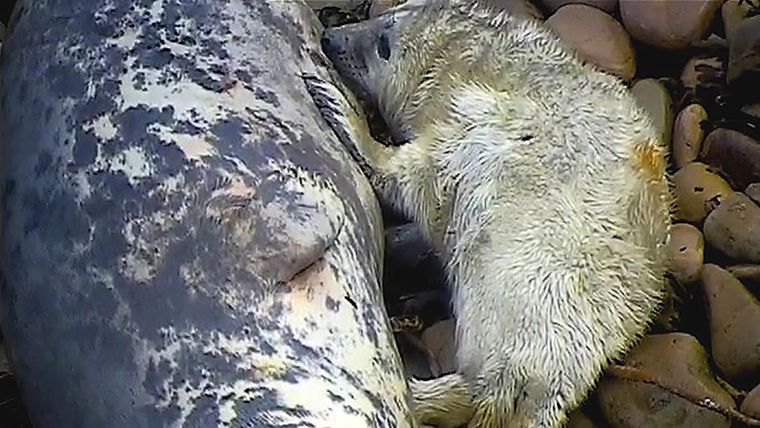 Sanday seal pup and mum