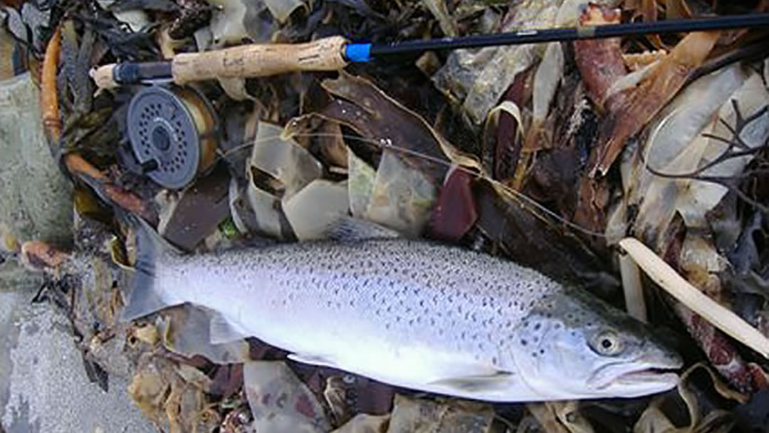 Sea Trout, Orkney