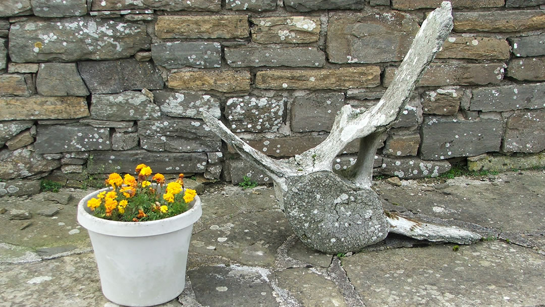 Whale vertebra from the Glebe