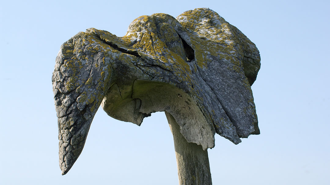 Close up of Birsay whalebone