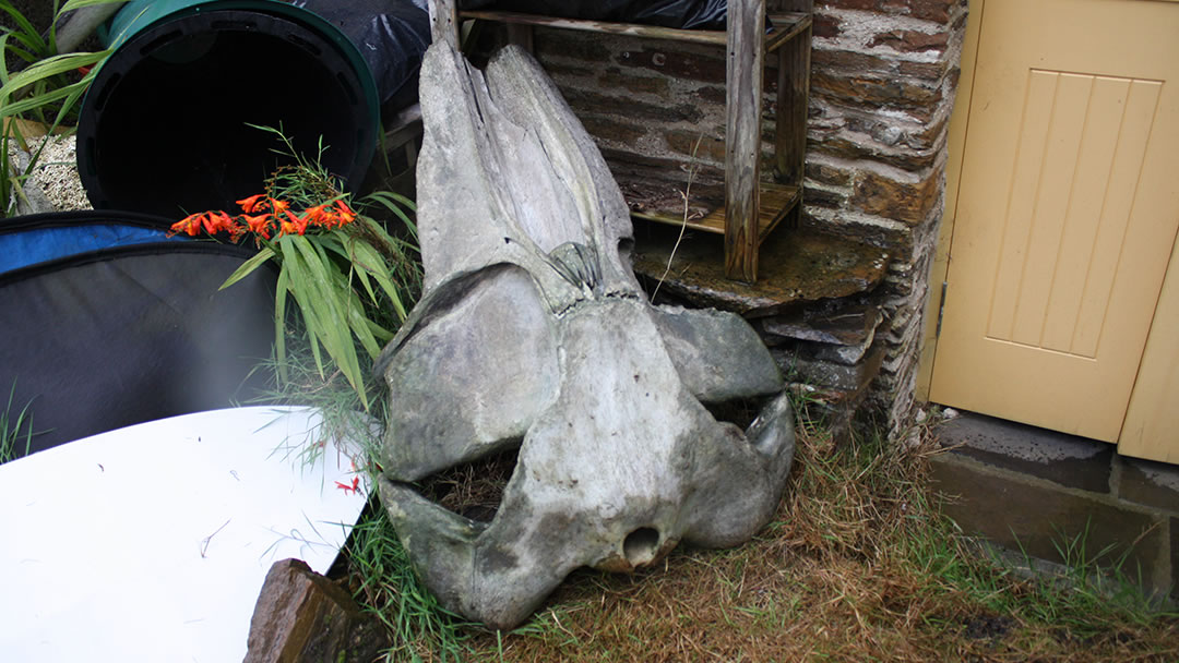 Whale skull in Stromness