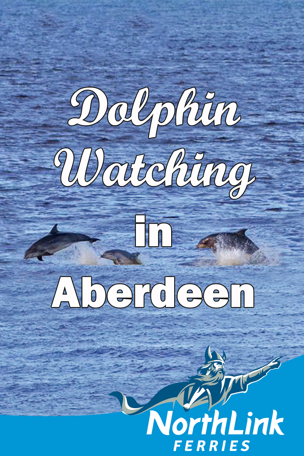 Dolphin watching in Aberdeen