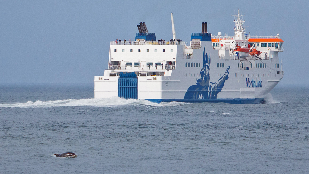 Dolphins swimming near the MV Hrossey