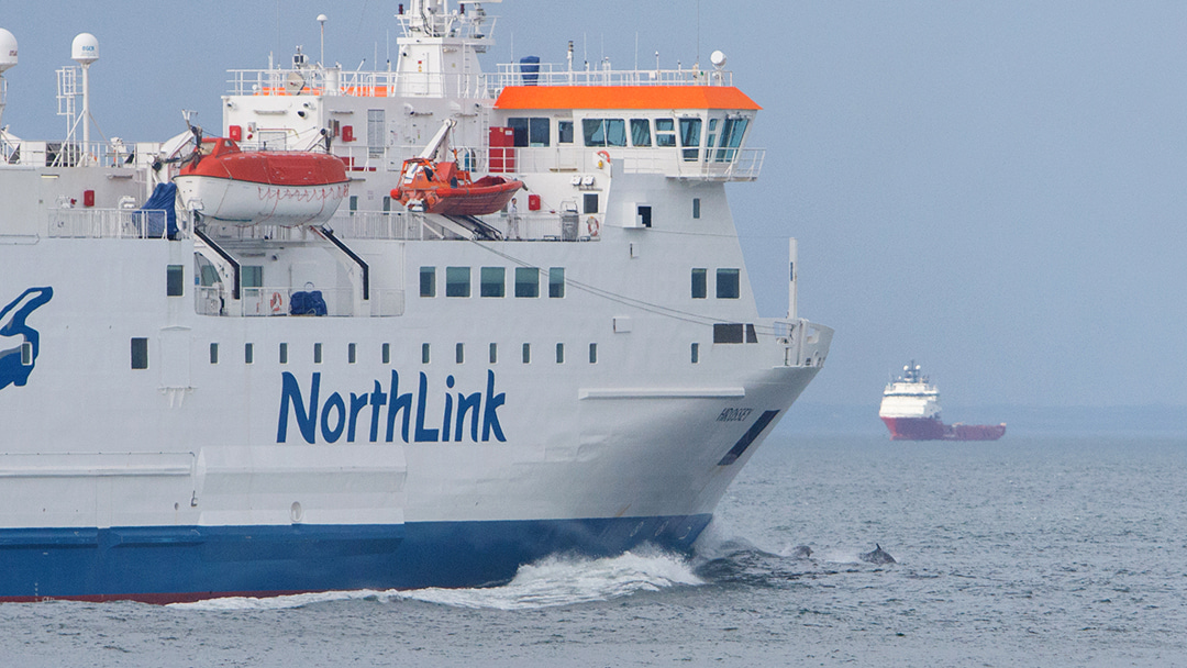 Dolphins playing in the waves in front of the MV Hrossey