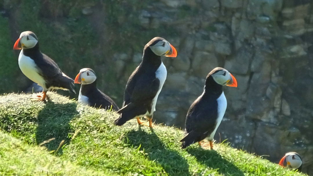 Puffins on the cliff at Puffin Cove, Drumhollistan