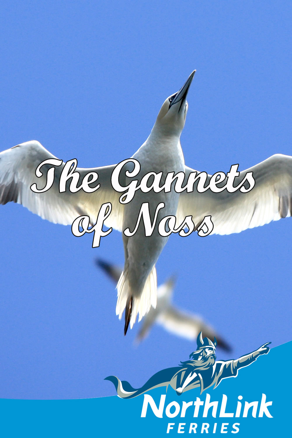 The Gannets of Noss