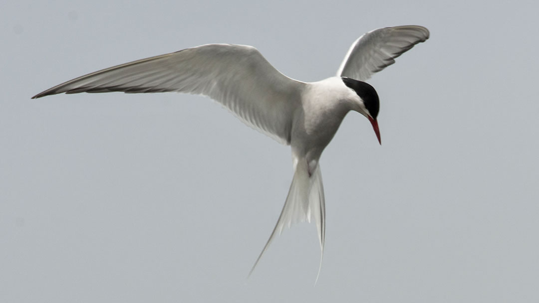 Arctic Tern