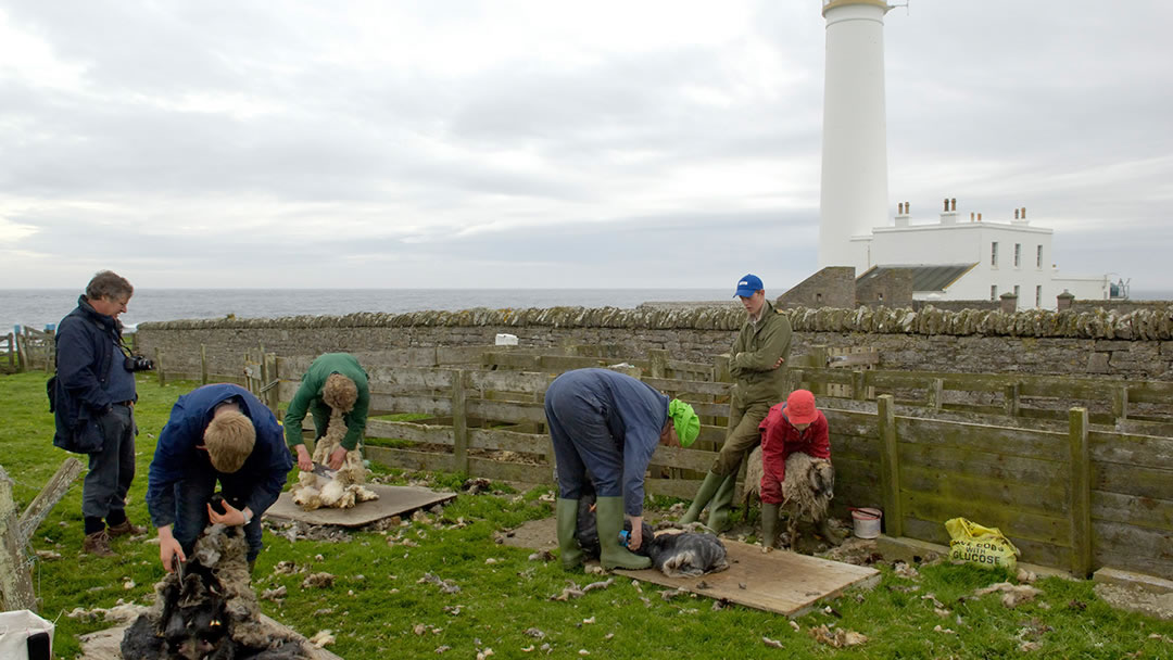 Auskerry Lighthouse and sheep shearing