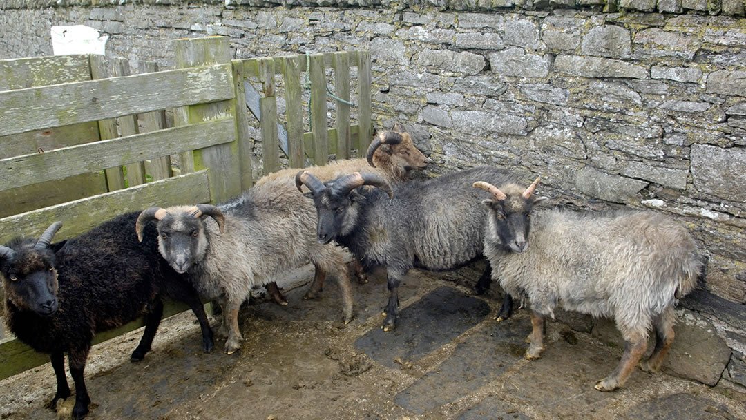 North Ronaldsay sheep on Auskerry