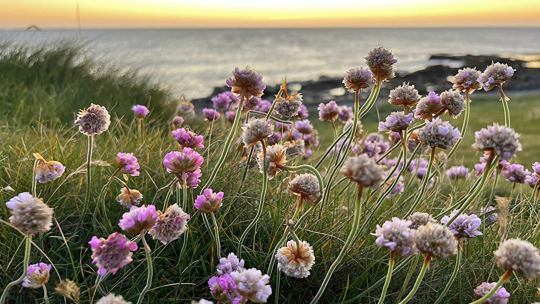Flowers on Papa Westray, Orkney photo