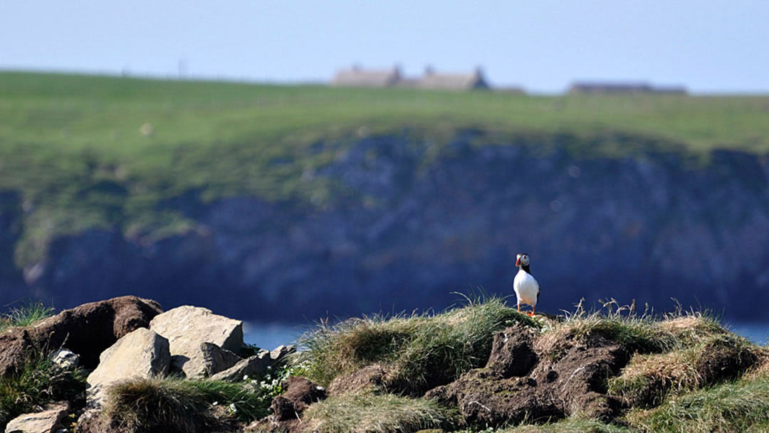 Puffin on the Castle o' Burrian in Westray