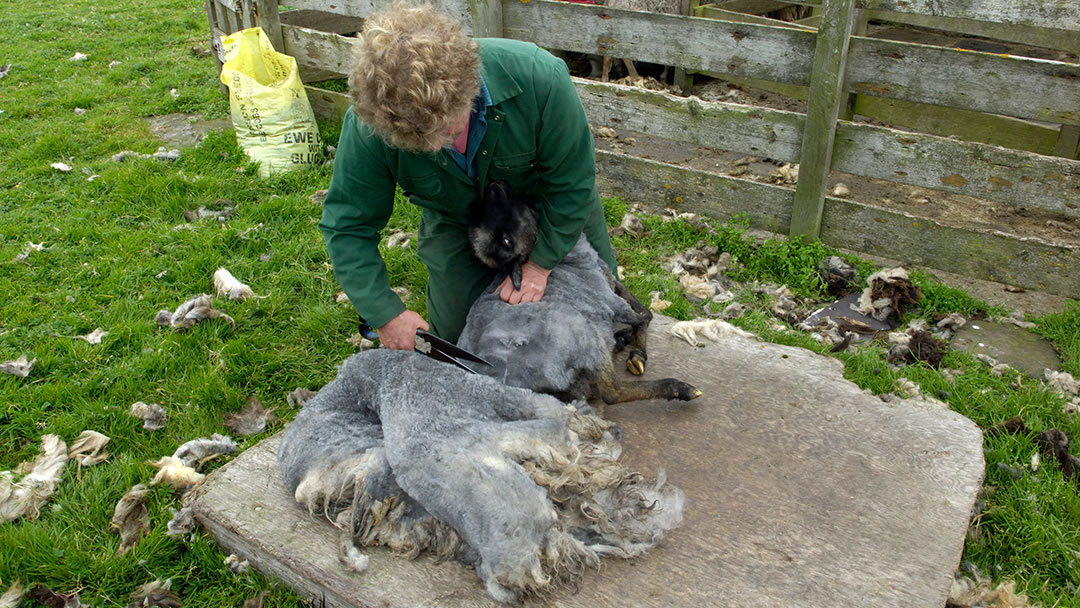 Shearing North Ronaldsay sheep on Auskerry