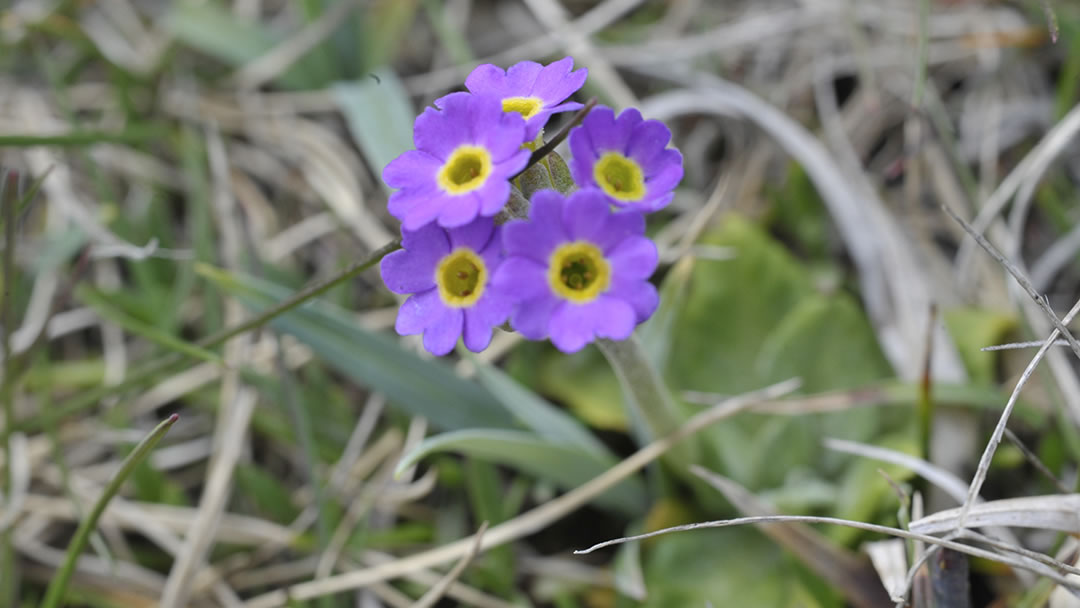 The rare wildflower Primula Scotica