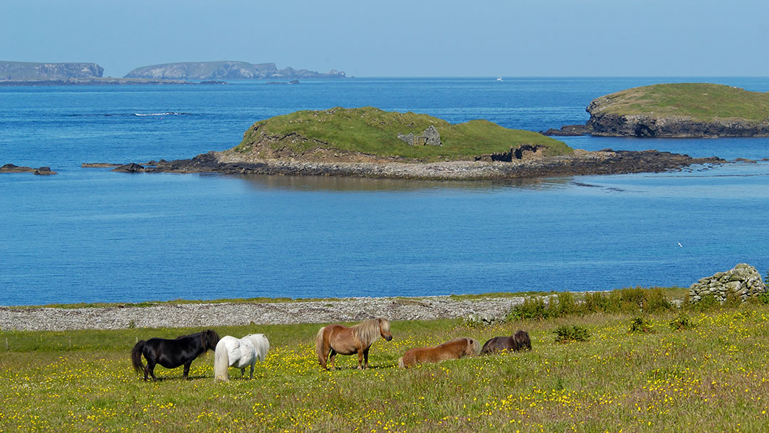 Ponies at Westing in the island of Unst, Shetland