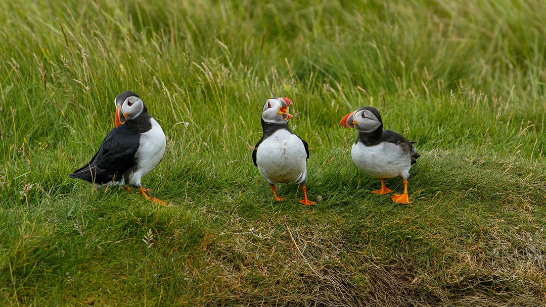 A playful trio of puffins at Sumburgh Head