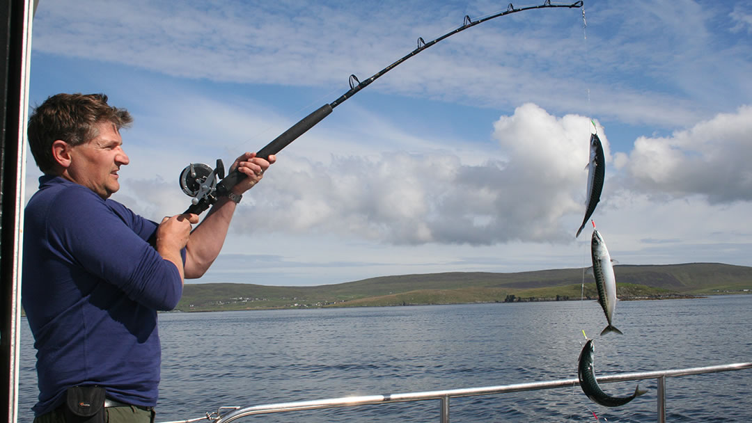 Robin landing mackerel off the Shetland islands