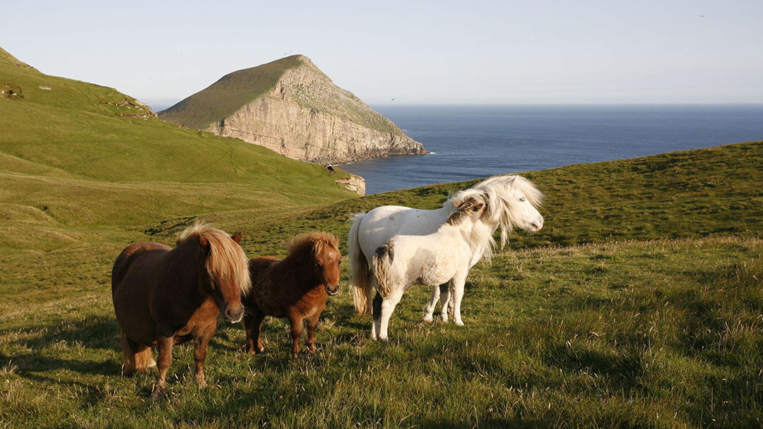Shetland Ponies grazing on the isle of Foula, with Da Noup in the distance