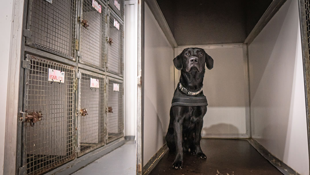 The kennel facilities for pets on board the ships to Orkney and Shetland