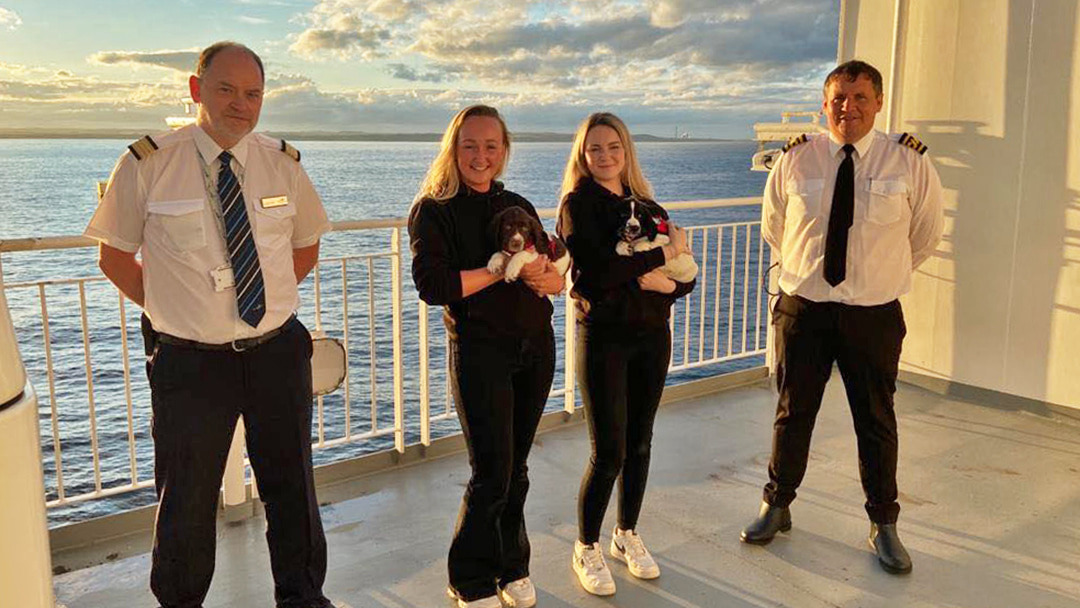 Two Springer Spaniel puppies joining the Dogs Against Drugs Shetland team, with their handlers Hannah Anderson and Megan Grant