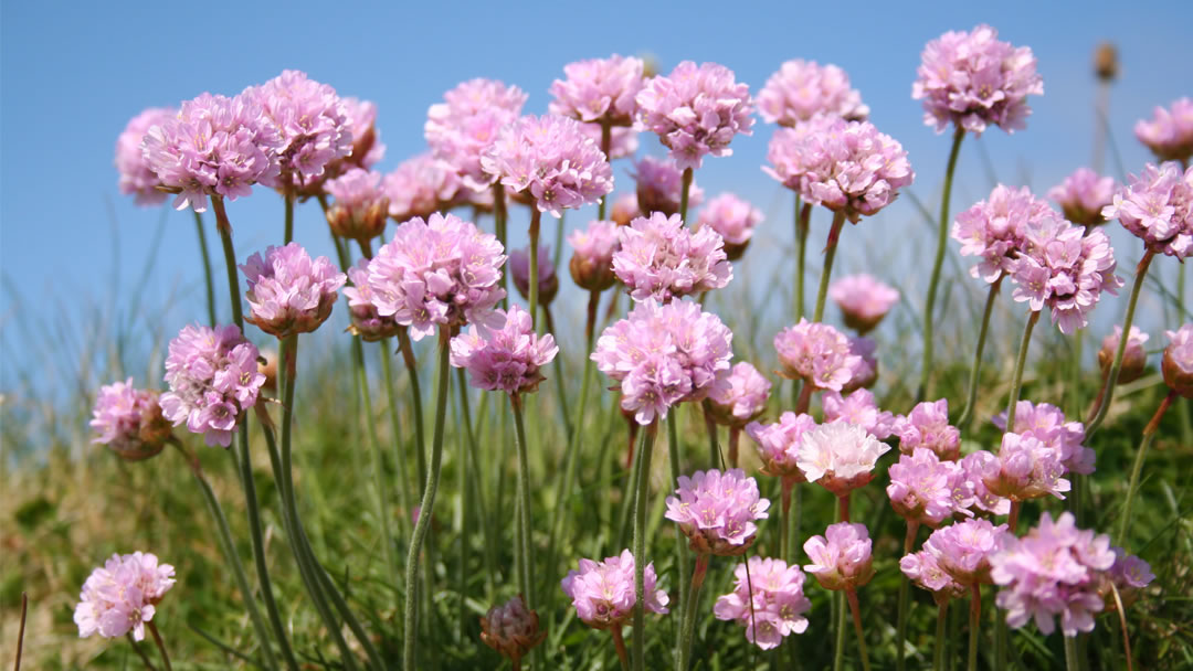 Seapinks on the Shetland island of Yell