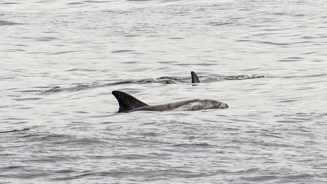 Dolphins spotted off Orkney's coastline