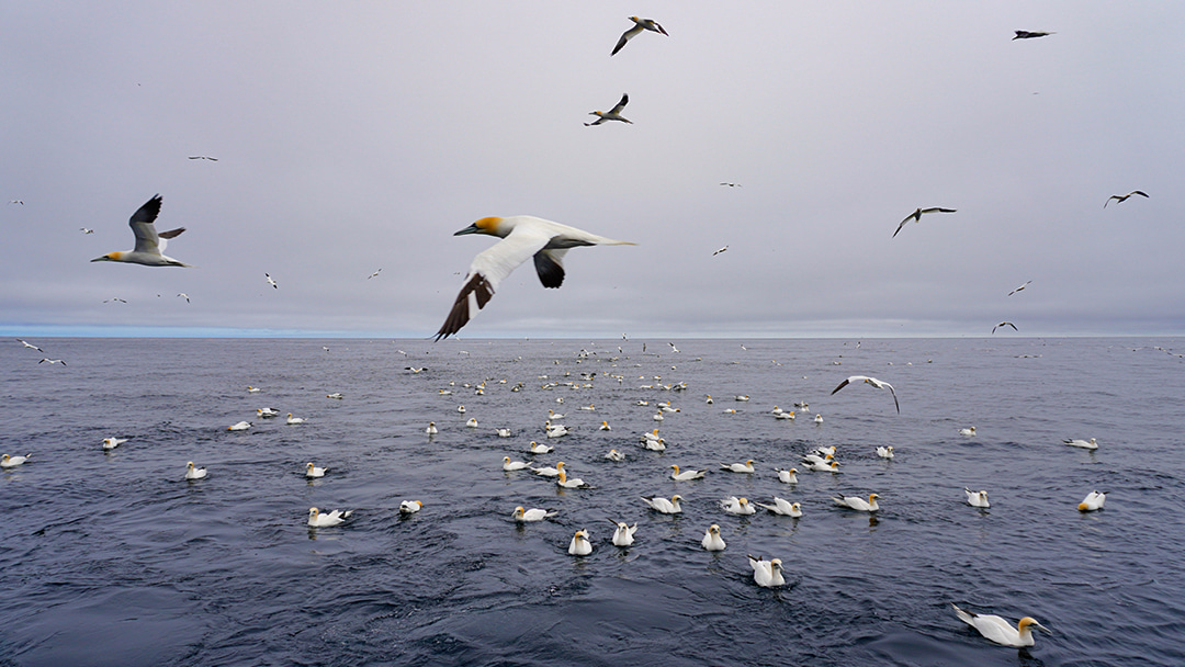 Getting up close to wildlife on the Seabirds and Seals Boat Trip