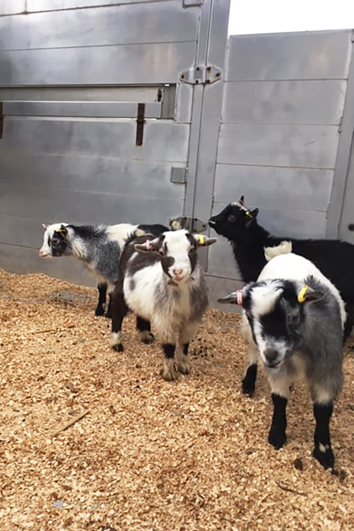 Pygmy goat kids travelling onboard with NorthLink Ferries