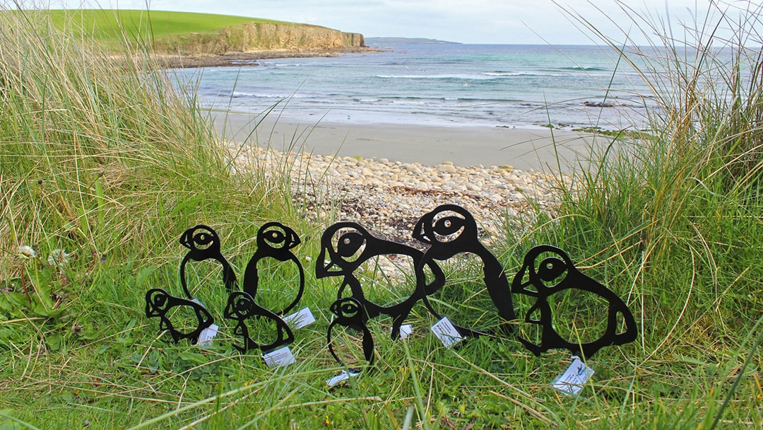 The puffin hunt at Dingieshowe Beach in Orkney
