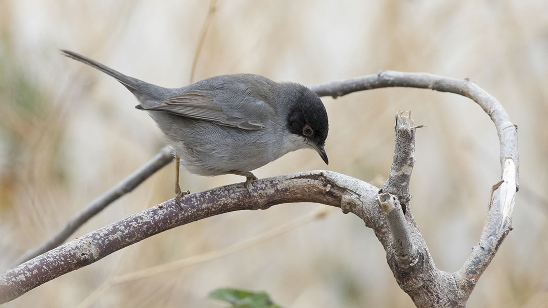 A Sardinian warbler - Sylvia melanocephala - one of the rare birds you may see in Shetland in autumn