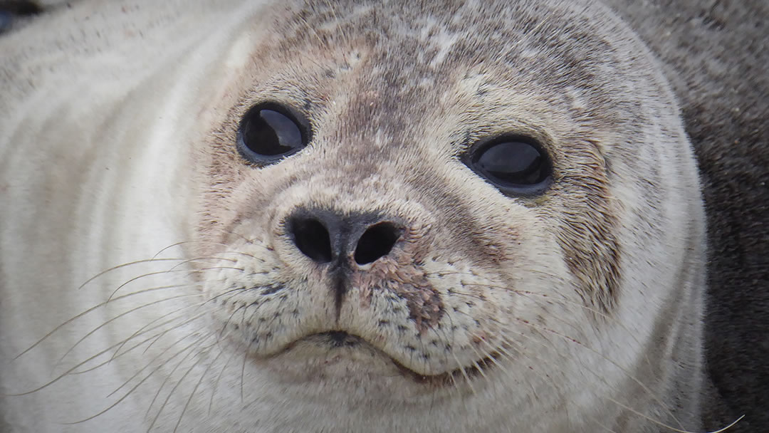 A close up of a common seal in Shetland
