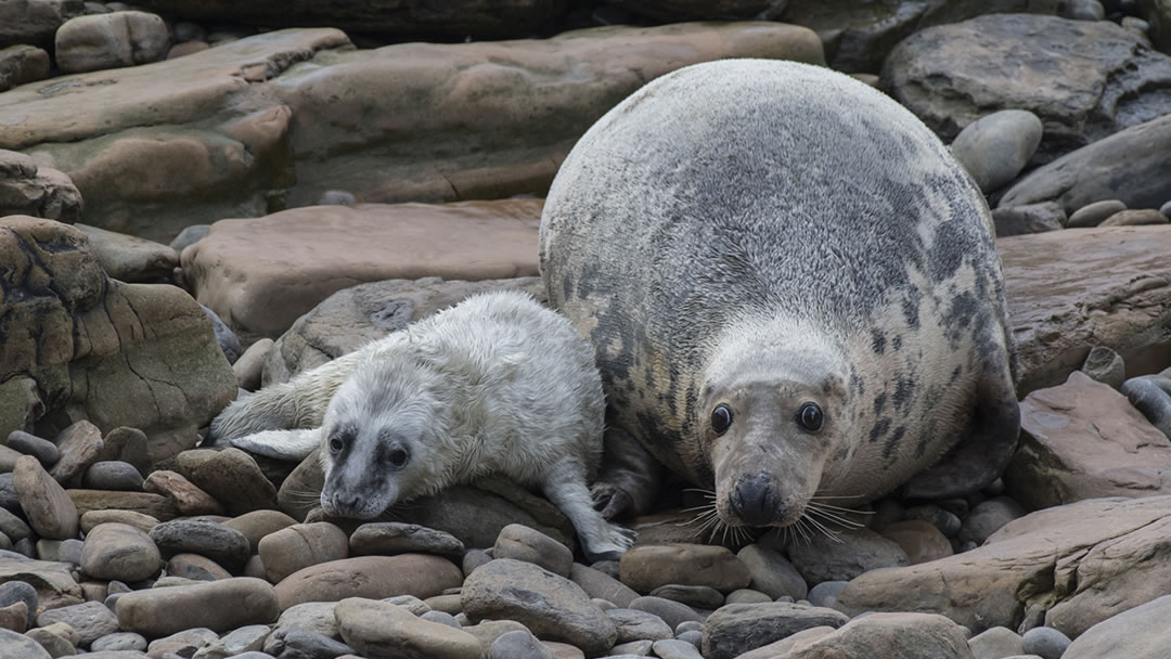 A grey seal - Halichoerus grypus - and her pup