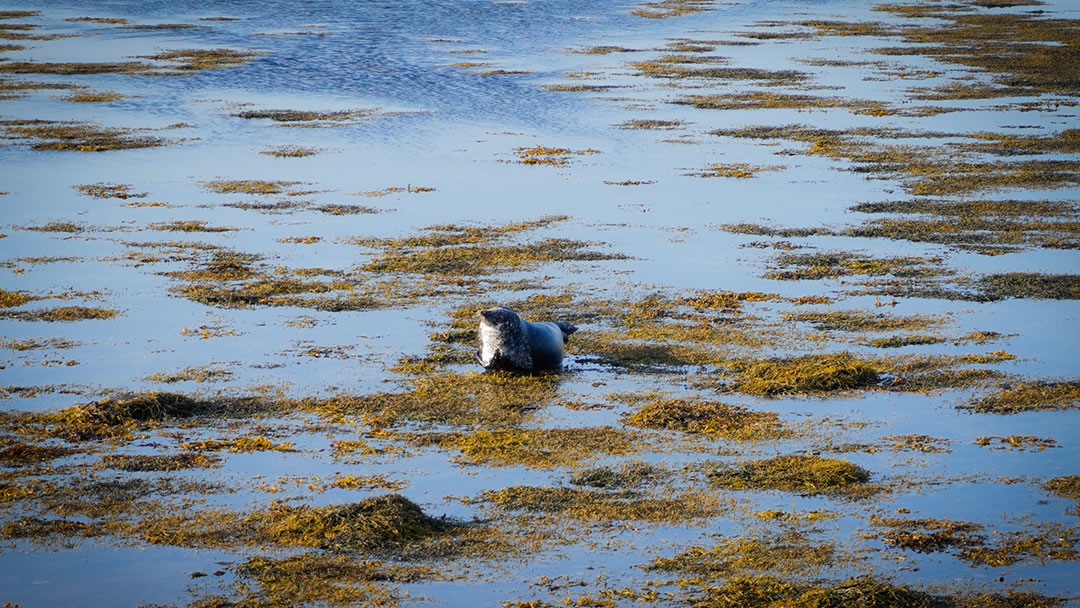A seal basking on an Orkney beach