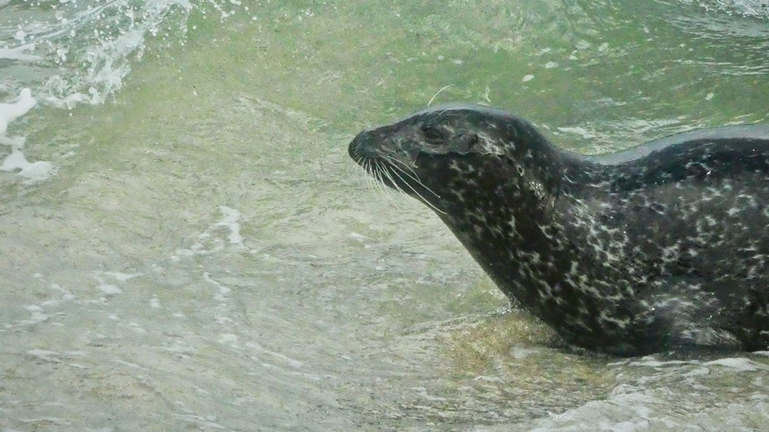 A seal takes to the water