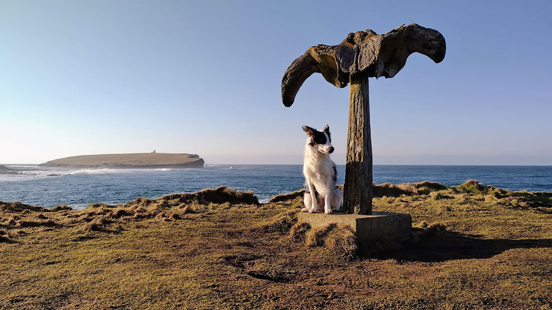 At the Birsay whalebone with Jess the dog