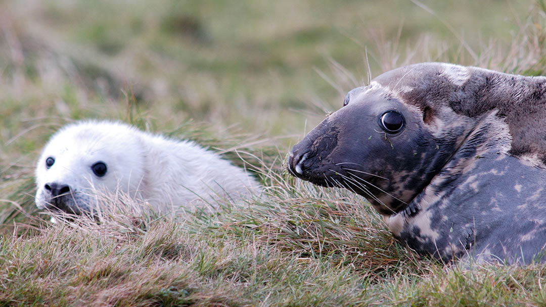 Grey seal and seal pup in Orkney