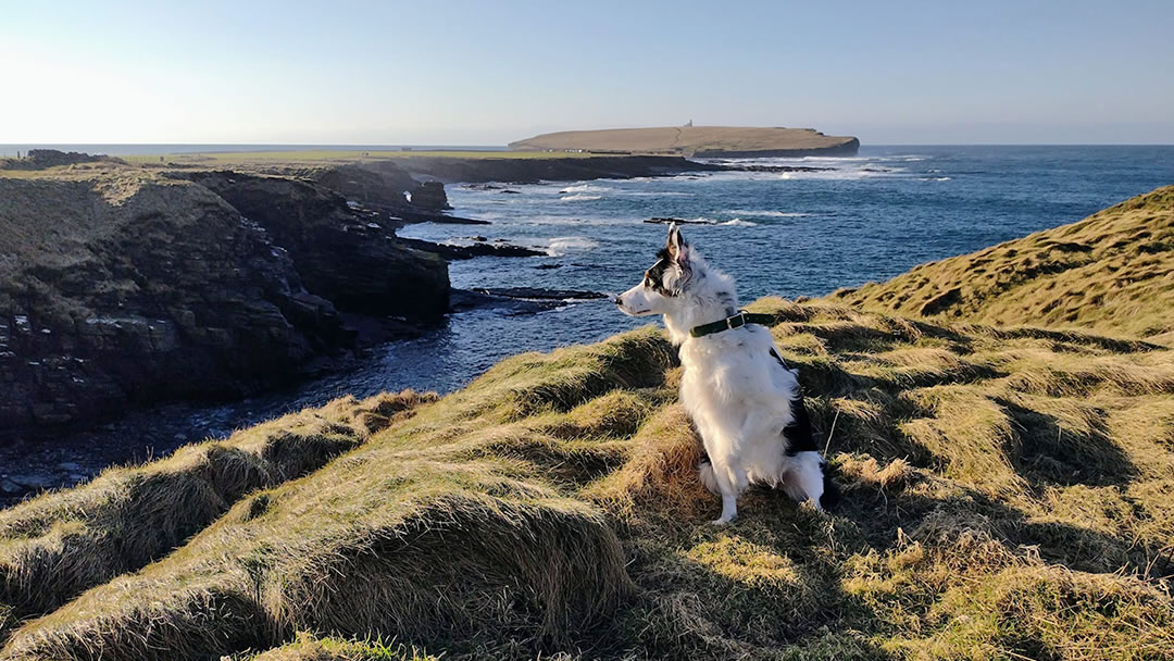 Jess the dog visits Birsay in Orkney