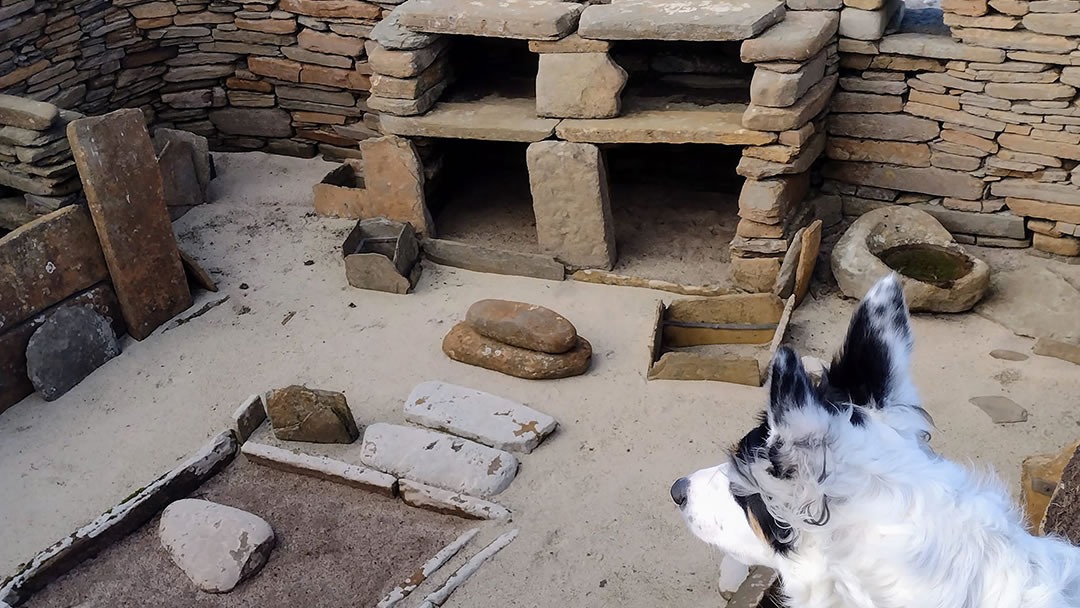 Jess the dog visits Skara Brae in Orkney