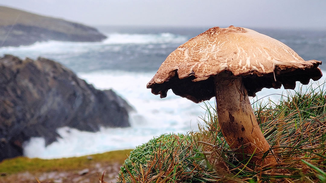 Mushrooms growing on a Shetland cliff