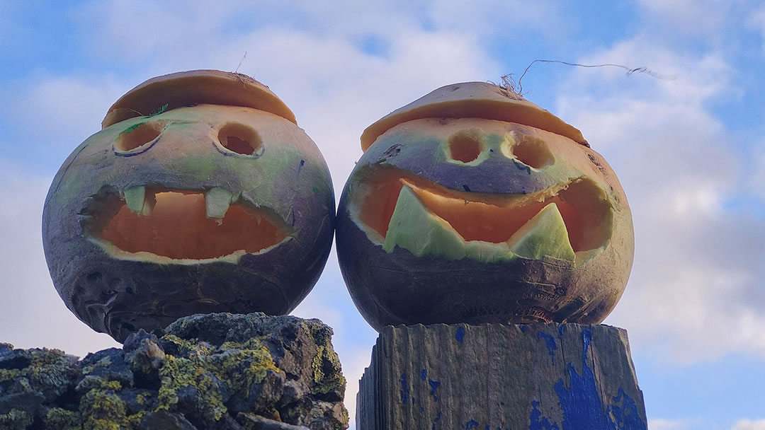 Neep lanterns with grotesque faces