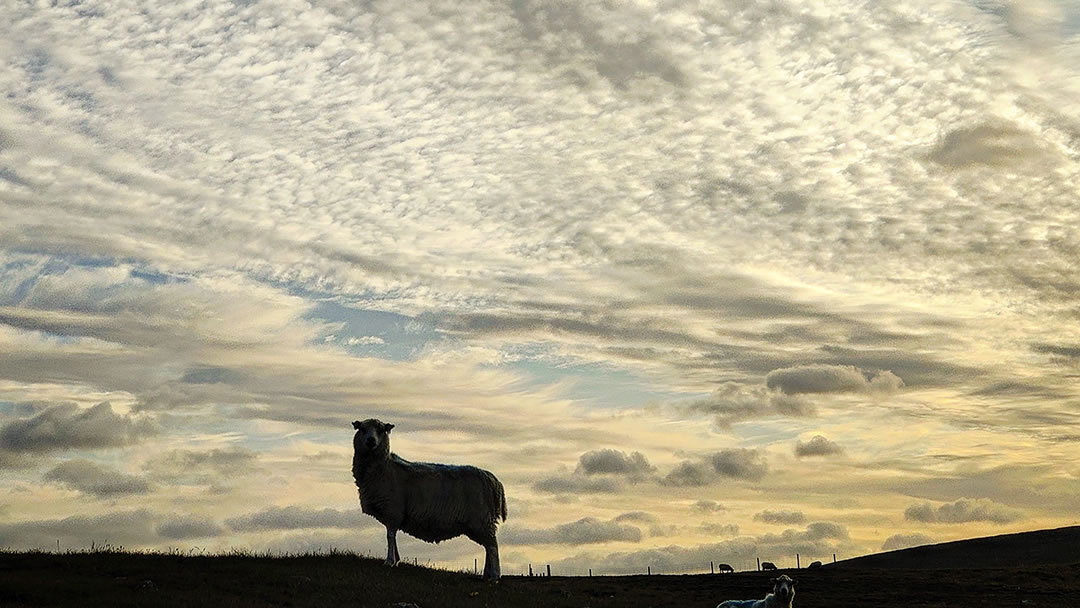 Shetland sheep and an autumnal sky
