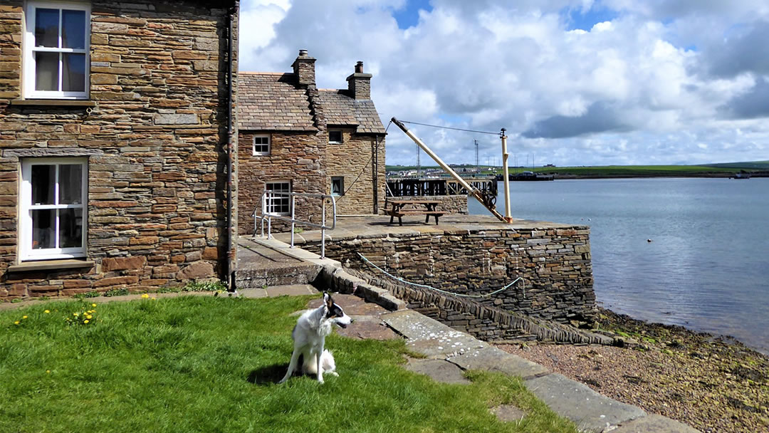 Stromness waterfront and Jess the dog