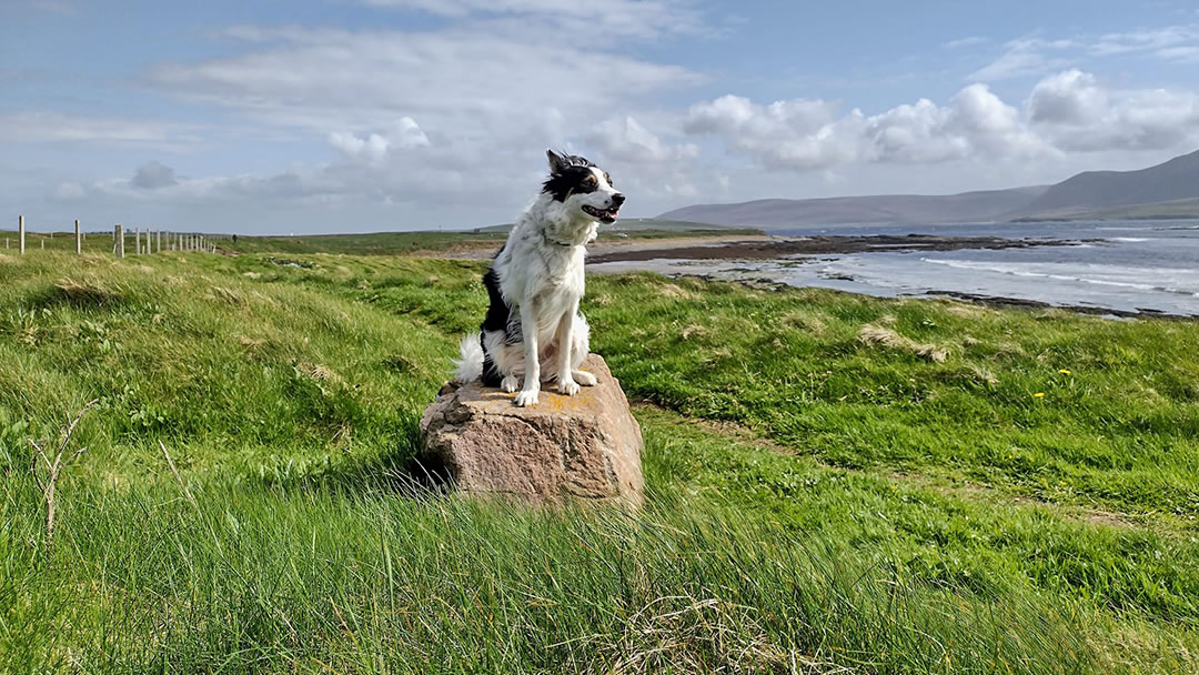The West Shore of Stromness makes for a superb dog walk